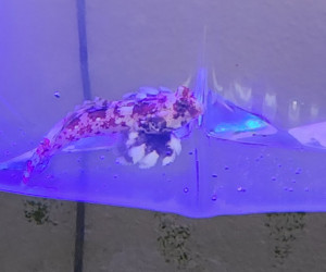Fish Library Preview