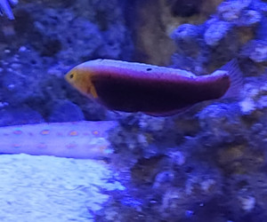 Fish Library Preview