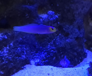 Fish Library Preview