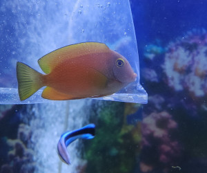 Fish Library Preview