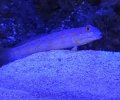 Diamond Goby