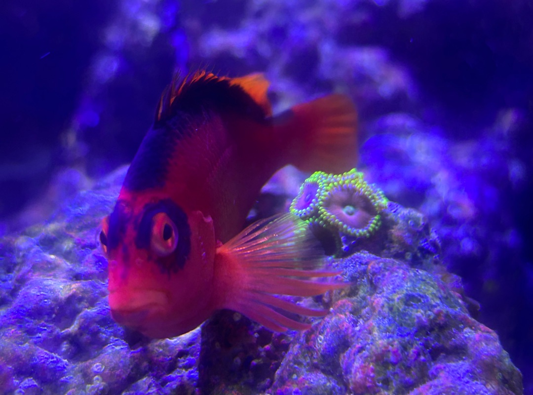 Tank Image