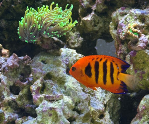 Flame Angelfish