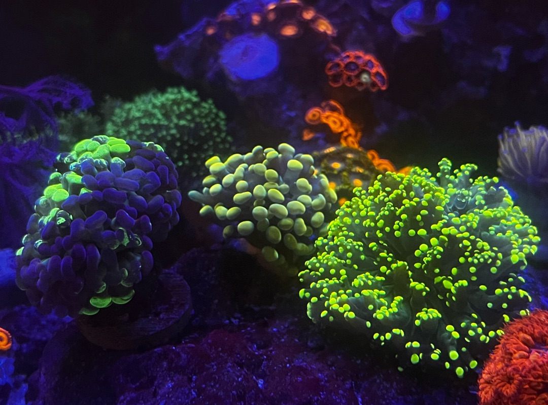 Tank Image