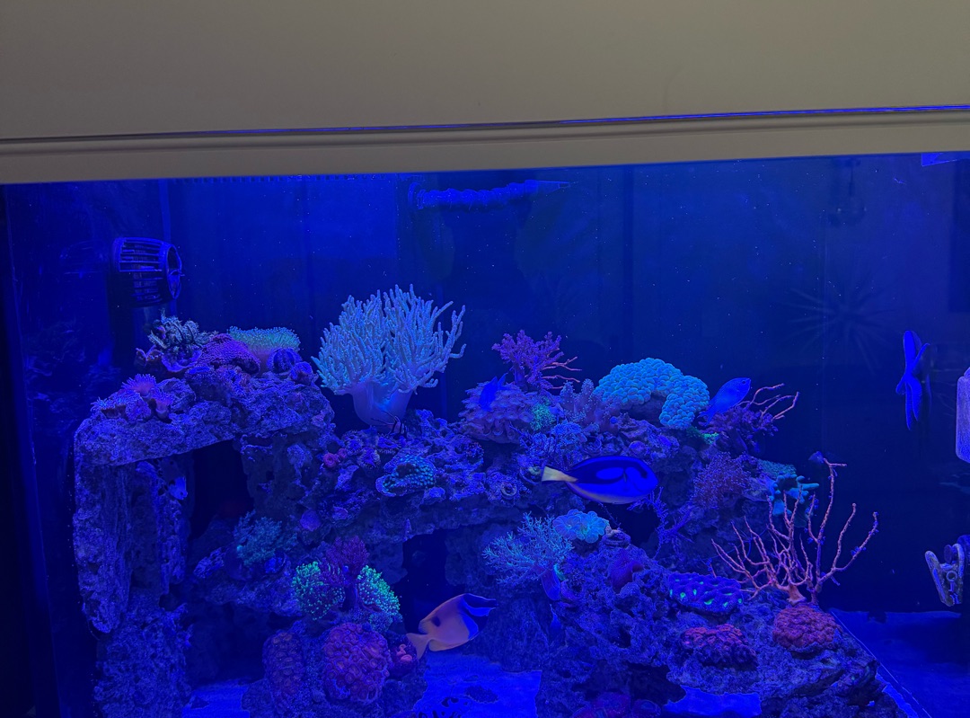 Tank Image