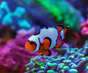 Fish Library Preview
