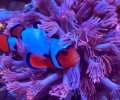 Premium Snowflake Clownfish