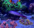 Purple Firefish