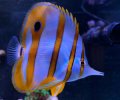 Copperband butterflyfish