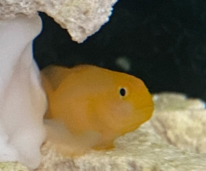 Fish Library Preview