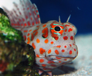 Fish Library Preview