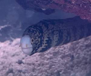 Fish Library Preview