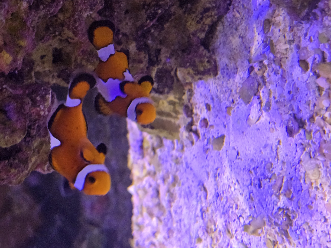 Ocellaris Clownfish