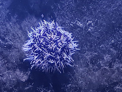 Collector Urchin