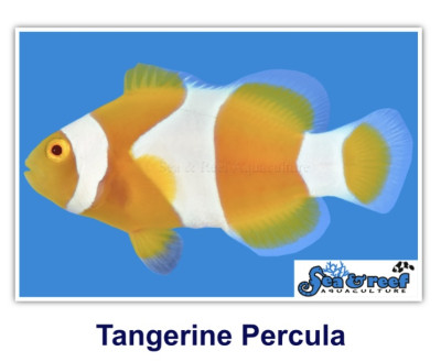 Tangerine Percula Clownfish