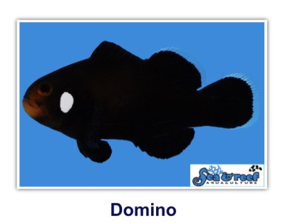Domino Clownfish
