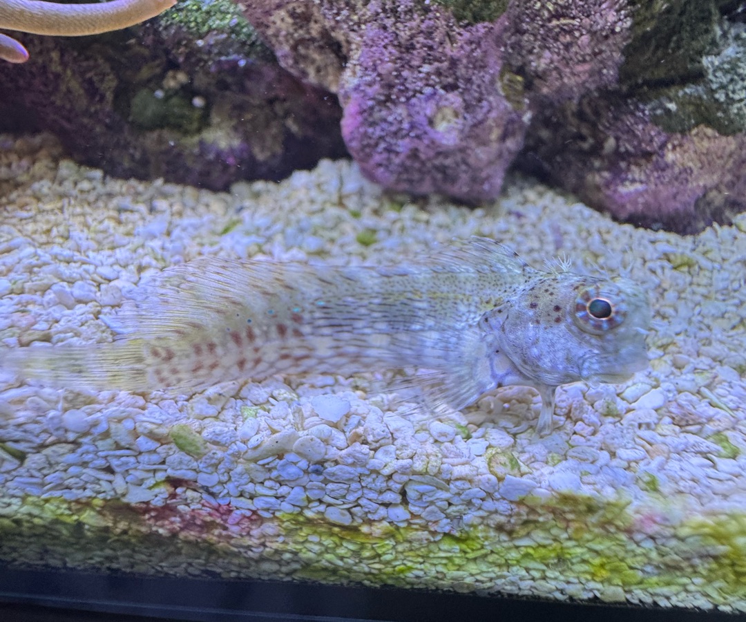 Lawnmower Blenny