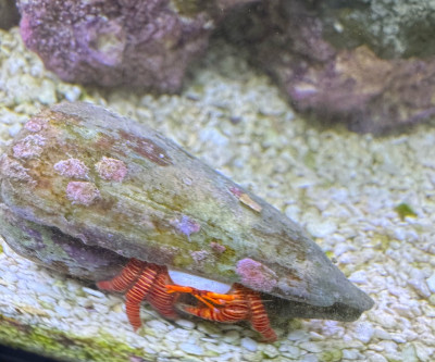 Halloween Hermit Crab