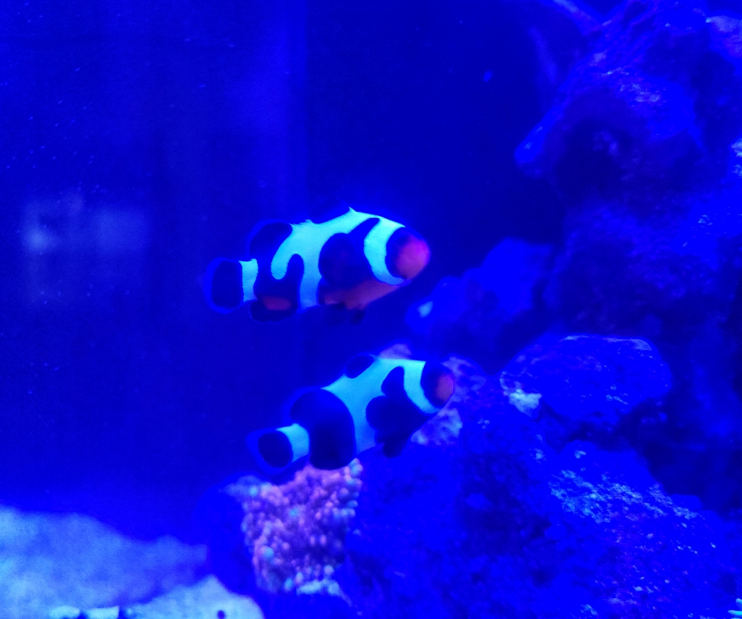 Premium Mocha Gladiator Clownfish