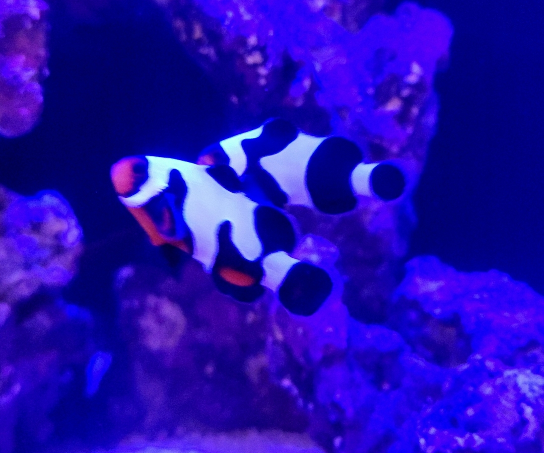 Premium Mocha Gladiator Clownfish