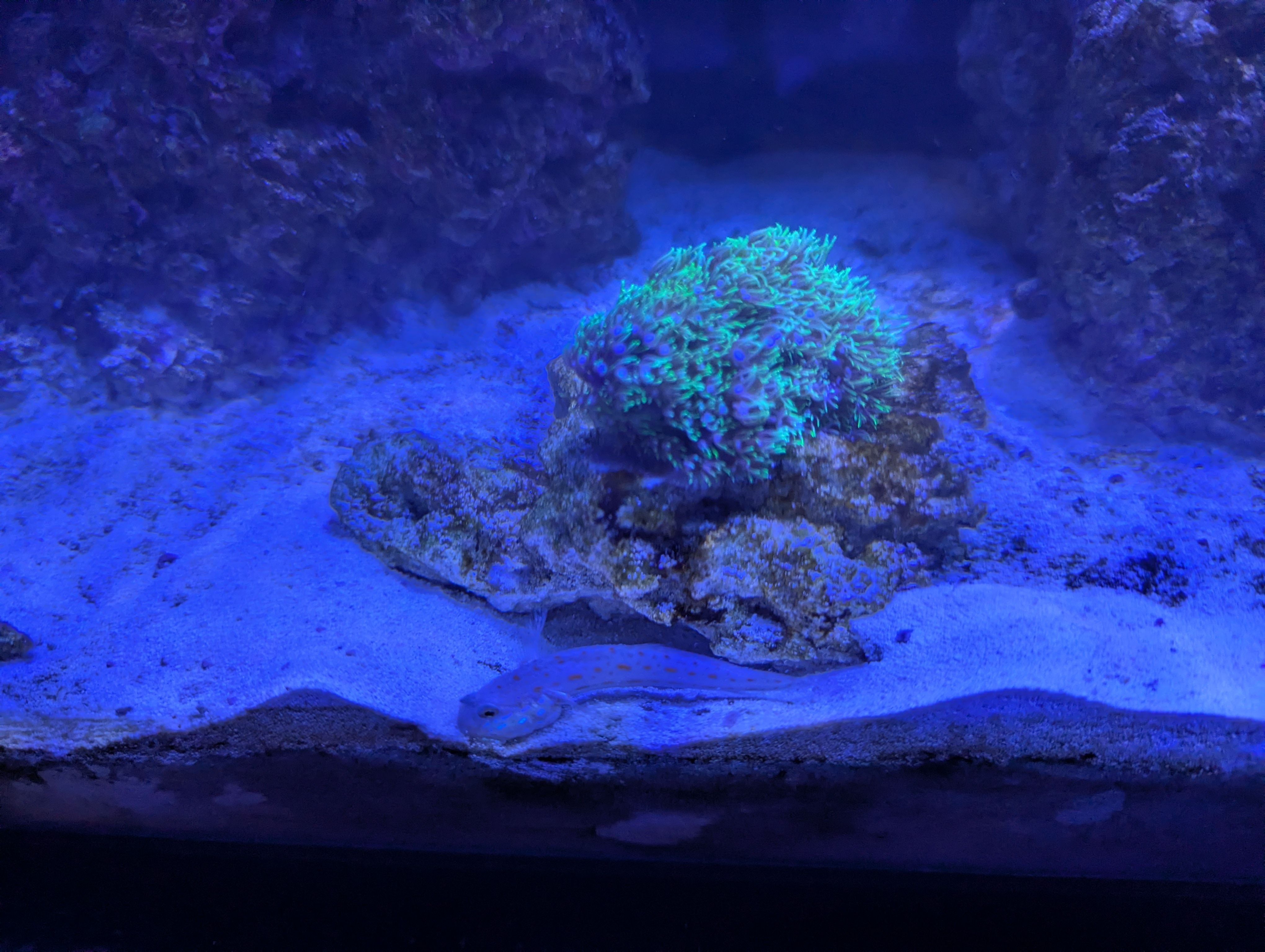 Diamond Goby