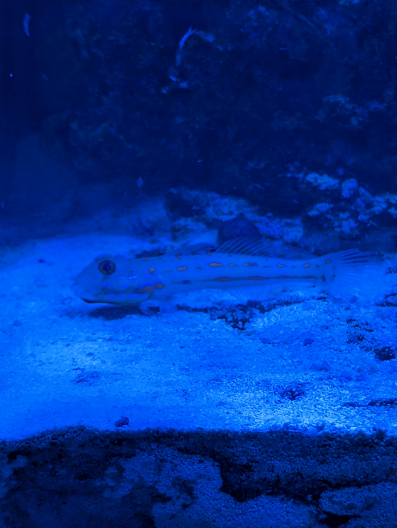 Diamond Sand Sifting Goby