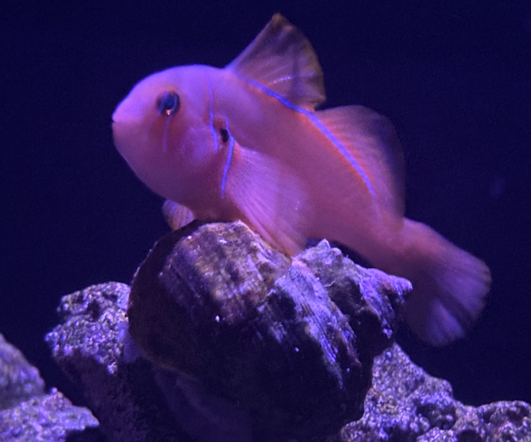 Citron Goby