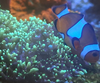 Coral Library Preview