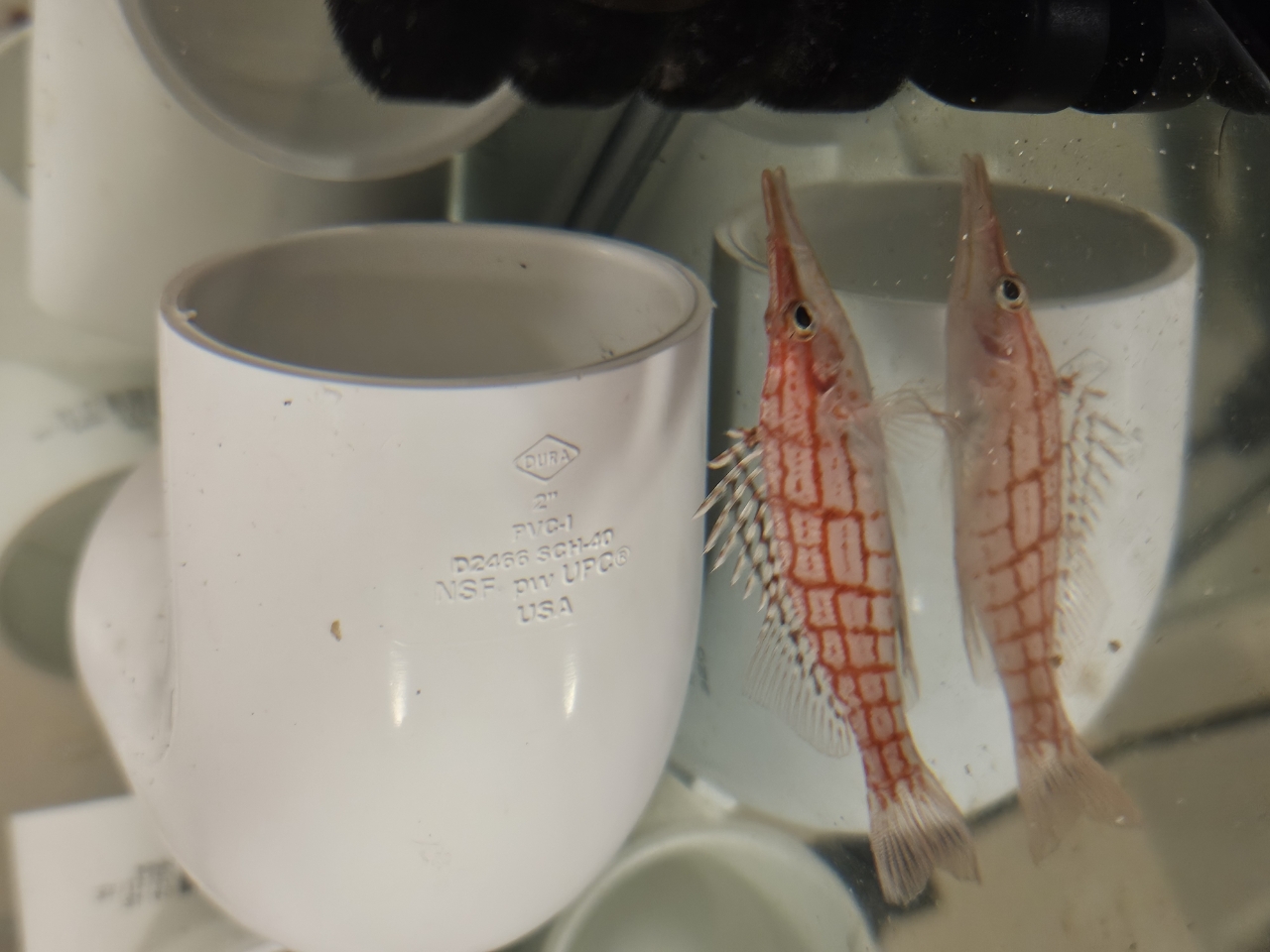 Longnose Hawkfish