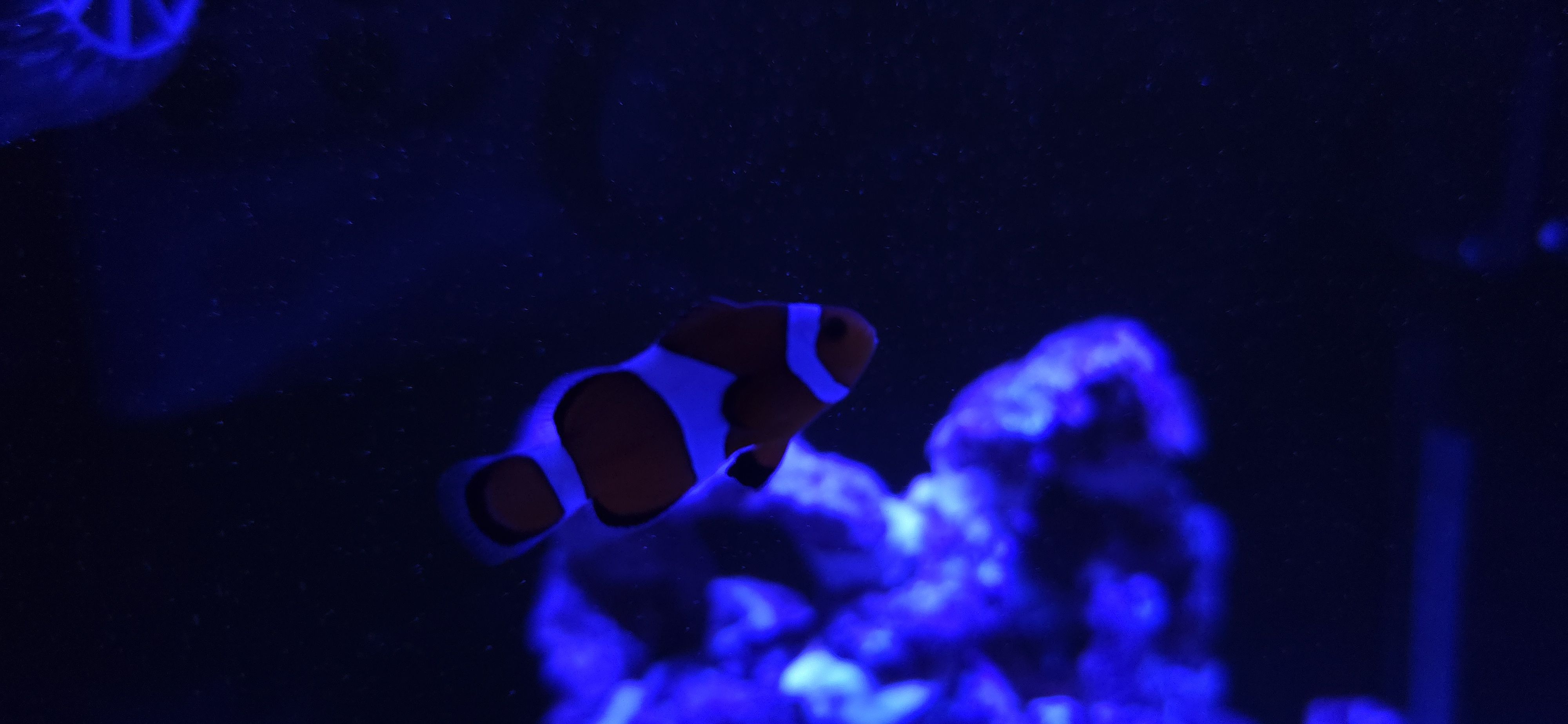 Ocellaris Clownfish