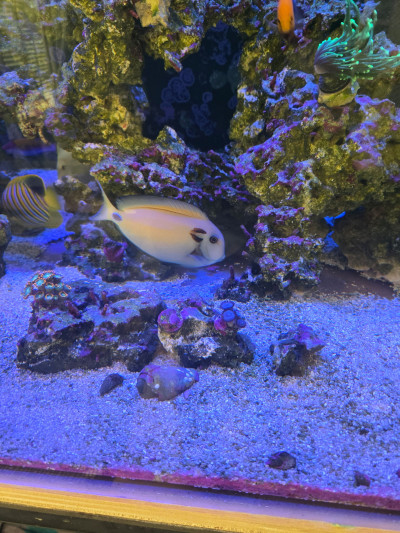 Fish Library Preview