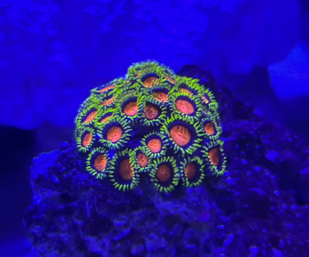 Zoanthid
