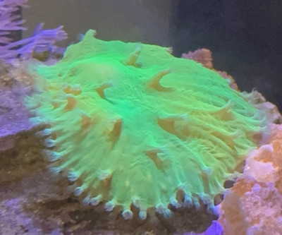 Neon Green Cabbage Coral
