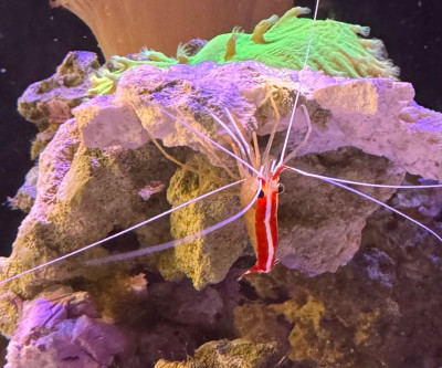 Skunk Cleaner Shrimp