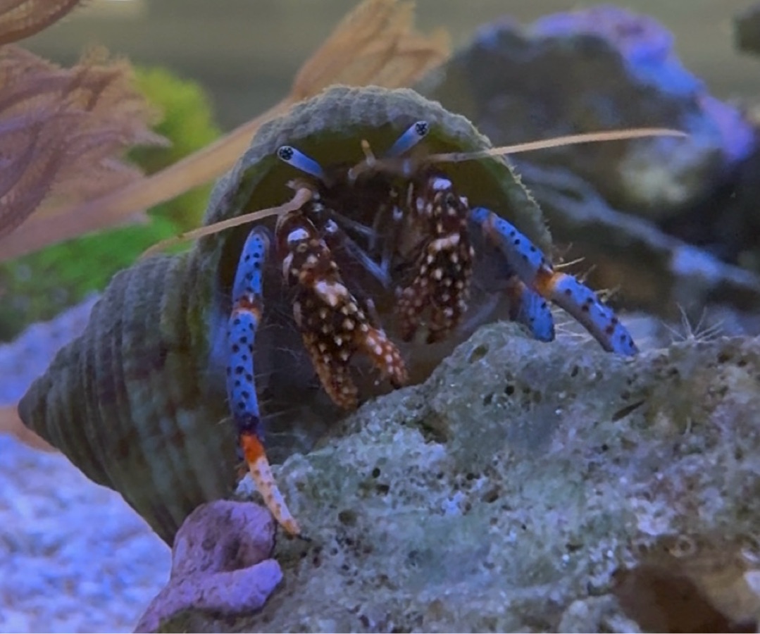 Blue Legged Hermit Crab