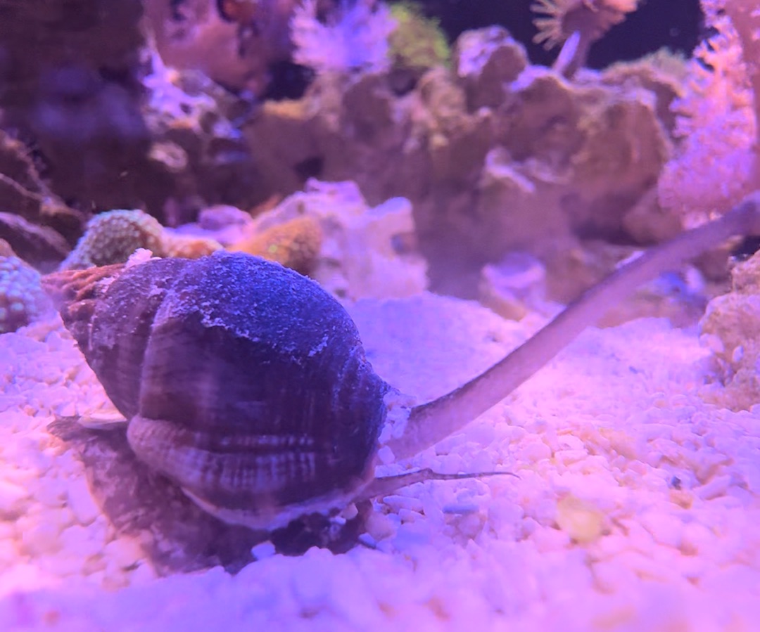 Nassarius Snail