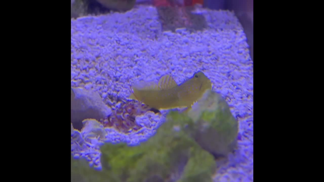 Tiger Pistol Shrimp