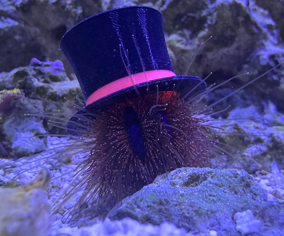 Red Tuxedo Urchin