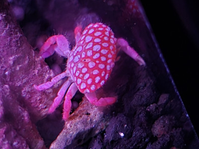 Strawberry Crab