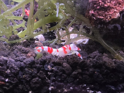 Candy Cane Pistol Shrimp