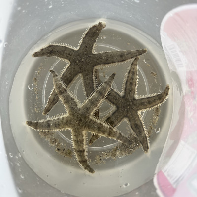 Sand Sifting Starfish