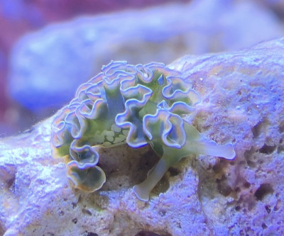 Lettuce Sea Slug