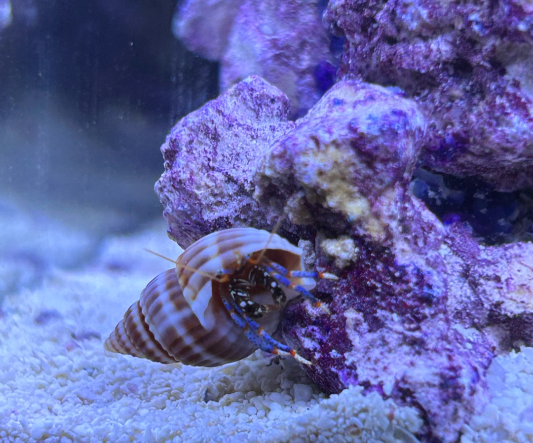 Blue Legged Hermit Crab