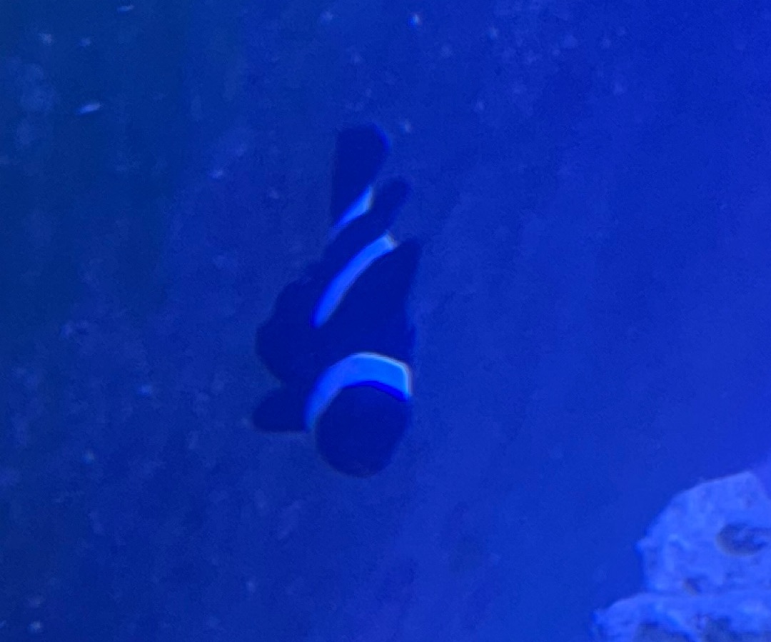 Black Ocellaris Clownfish
