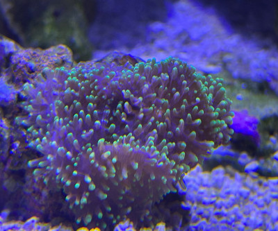 Hairy Green Mushroom