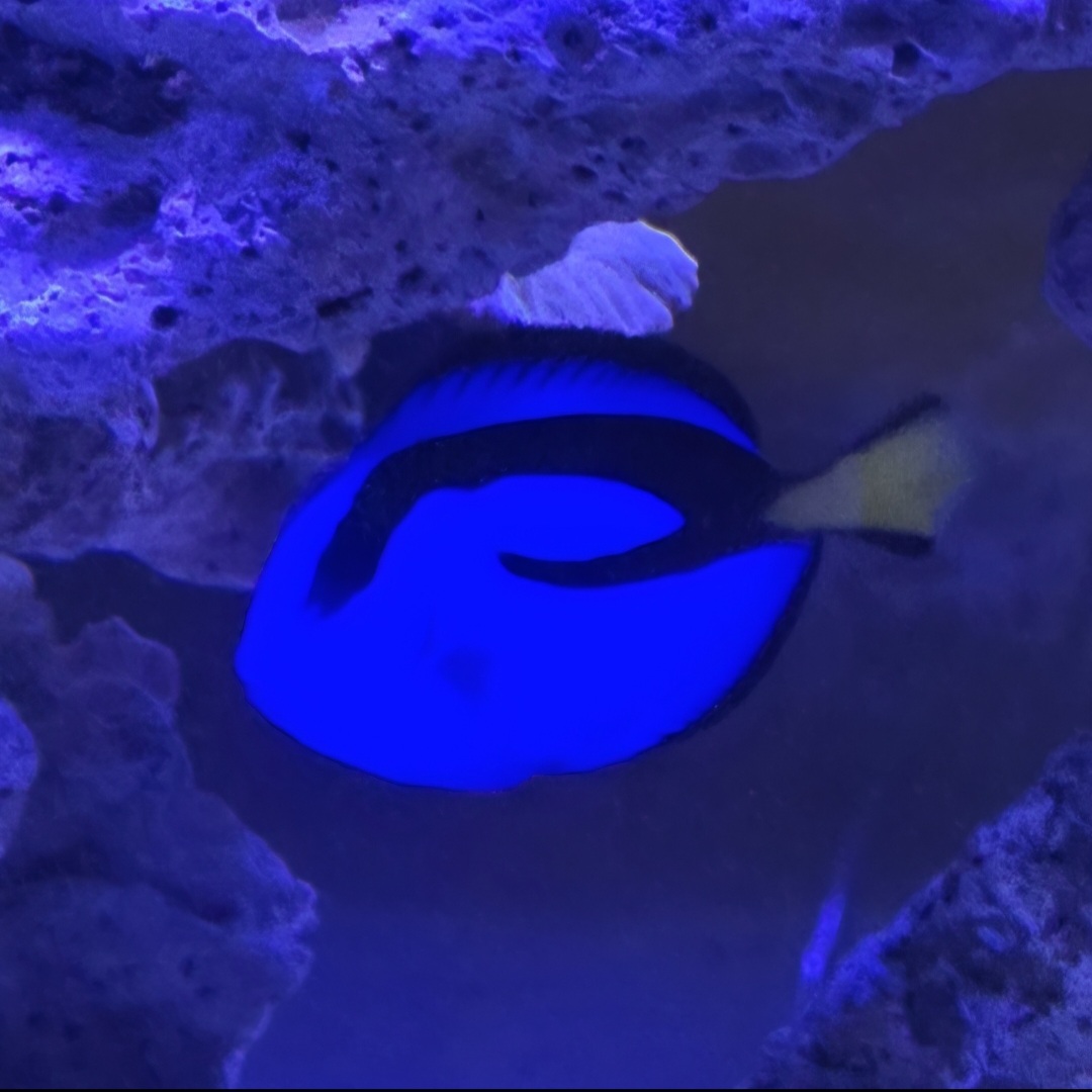 Blue Tang