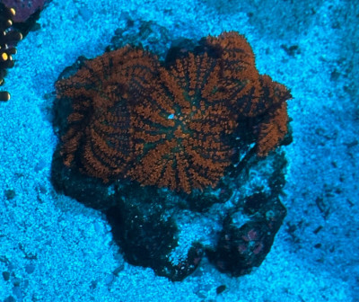 Coral Library Preview