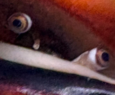 Invertebrate Library Preview