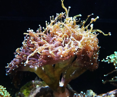 Coral Library Preview