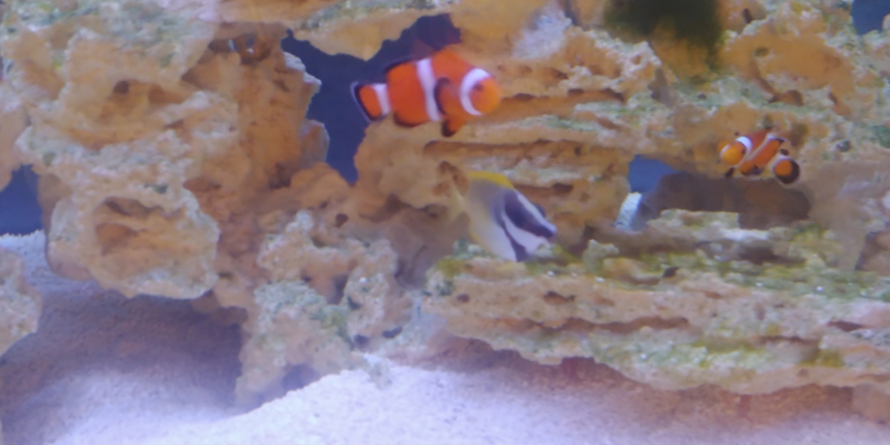 Foxface Rabbitfish